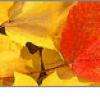 Unique Thanksgiving Design Ideas